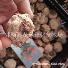 批发彩色马蹄莲 马蹄莲种球大球混色成活高盆栽种球量大优惠