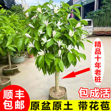 ���m�����Ԏ��������m�������S�m�ļ����B�����ͻ���ͥԺ�Ϙ�ֲ��