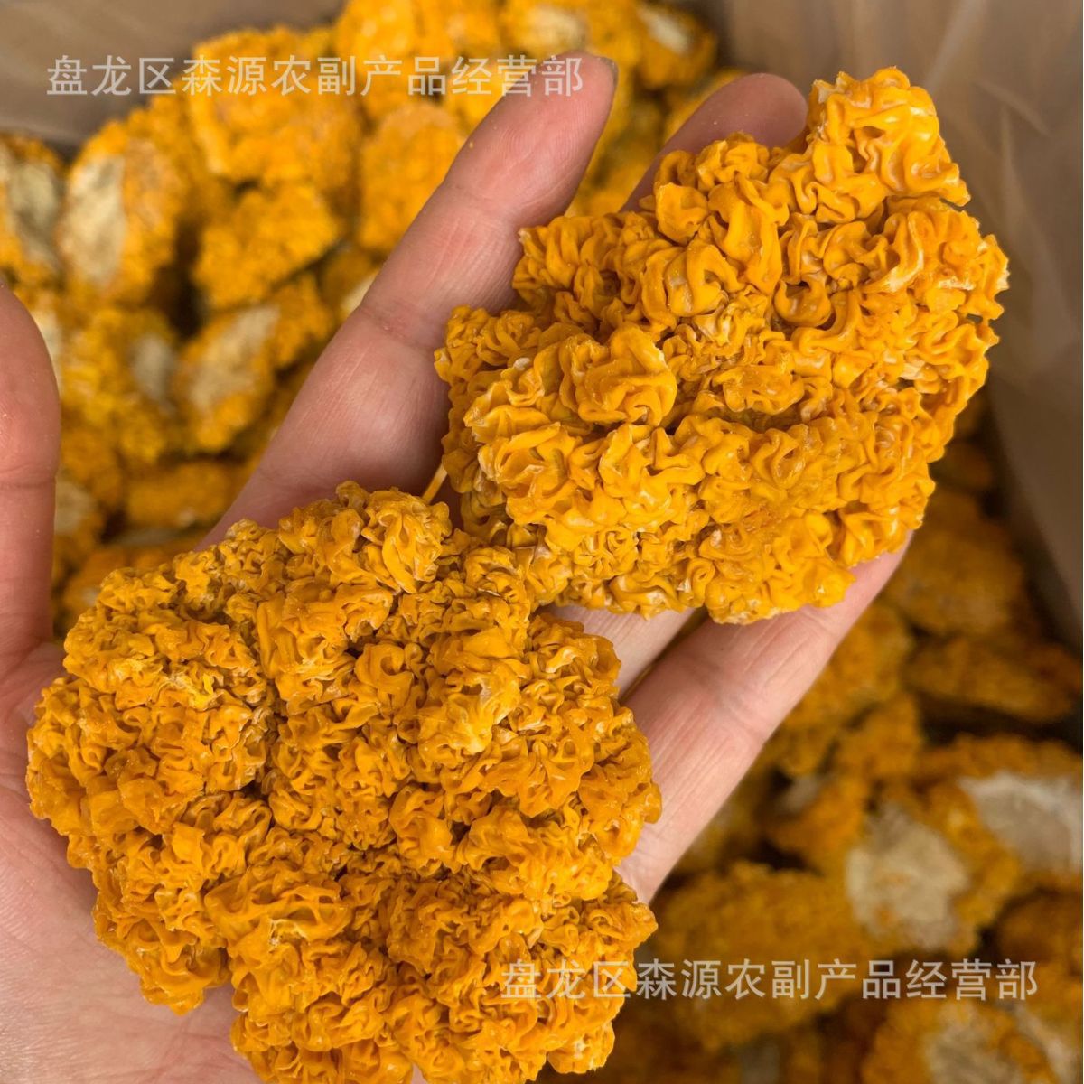 金耳菌云南黄耳菌菇 酒店食用菌干货 大货批发包邮养生无硫