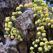 黄木香花苗盆栽浓香四季花卉七里香阳台爬藤蔷薇植物甜蜜红木香花