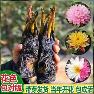 Pond Water Lily Fish Tank Water Lily Root Block with Buds Four-Season Potted Hydroponic Plants Courtyard Size Water Lily Seedlings