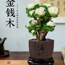 多肉植物金钱木老桩盆栽办公室内绿植四季懒人好养花卉盆景卉盆景
