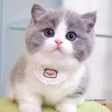 蓝白英短猫蓝白猫幼猫英短蓝猫幼猫银渐层布偶猫咪活物小猫咪纯种