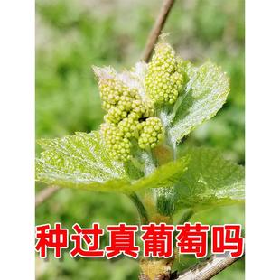 ꖹ�õ�����ј������԰��ɻ���������ϱ����Nֲ�����m����Y��