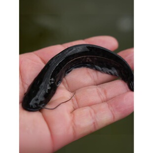 ���|�Ϸ�����T�~�絭ˮ�Bֳʳ���r���^�p�����ش��T�~������·��