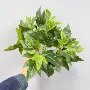 家居绿化布置子叶仿真花