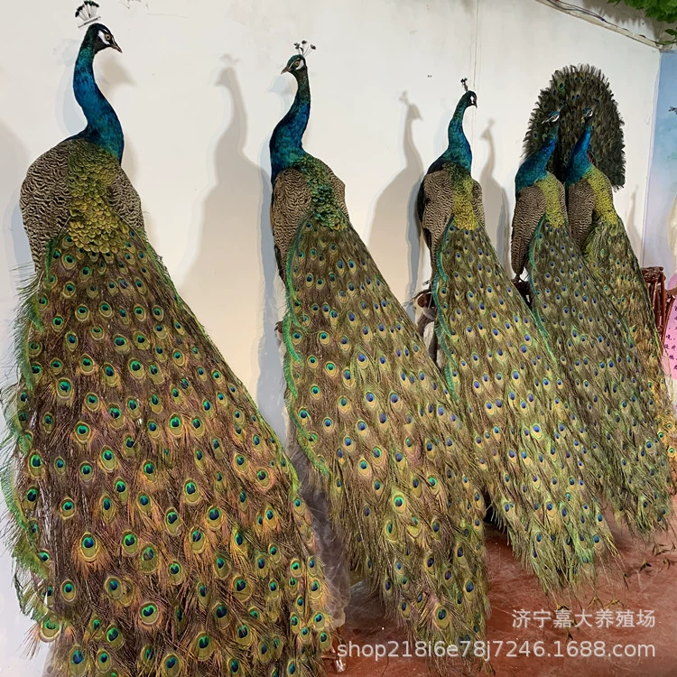 Образец животного для изготовления комнаты для продажи образец белого павлина синий павлин образец украшения дома Павлин ремесла украшения