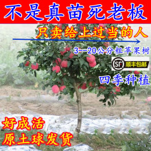 特大苹果树苗嫁接红富士庭院地栽南方北方种植带土当年结果苹果苗