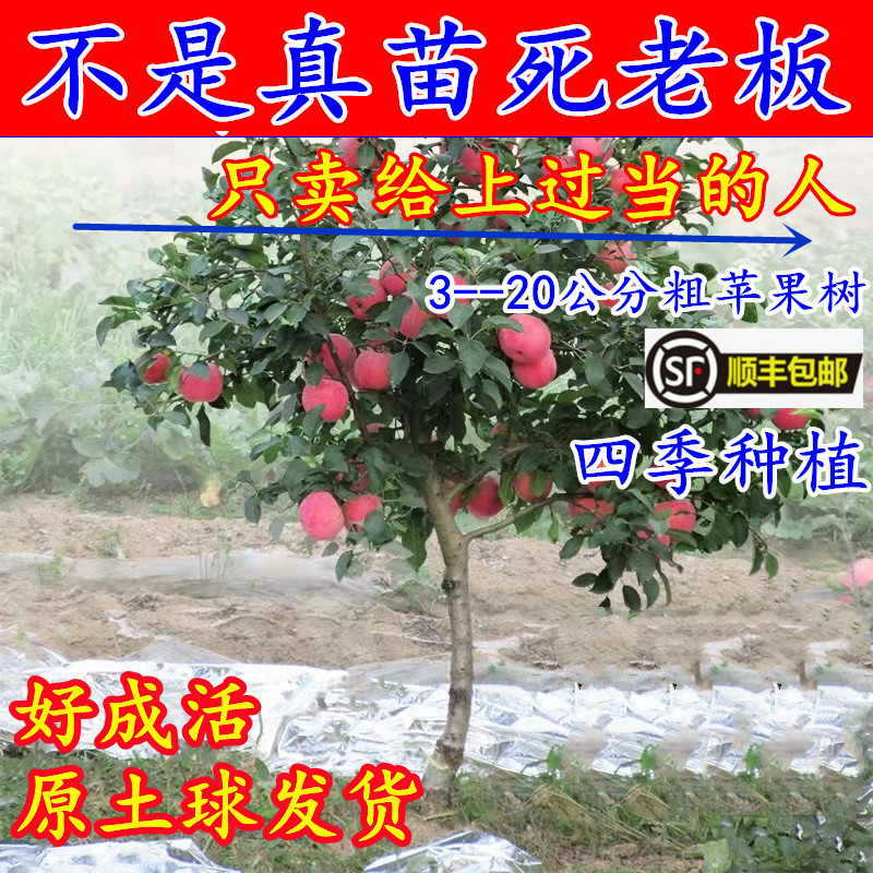 特大苹果树苗嫁接红富士庭院地栽南方北方种植带土当年结果苹果苗