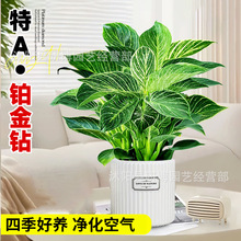 �K��荾G�������Դ��~�G�}�����҃�ˮ��ֲ������k���Һ��B����ȩ