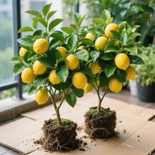 ˮʘԷָ¶̨ͥԺļYʳϘԭ