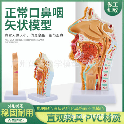 human body Nasal cavity oral cavity Throat anatomy normal Nasal cavity Pharyngeal cavity Pharyngeal cavity Nasal cavity oral cavity Model