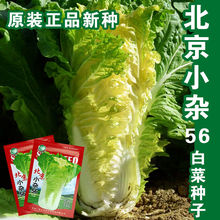 北京小杂56白菜种子黄心白菜青菜种籽四季阳台盆栽大田用蔬菜种子