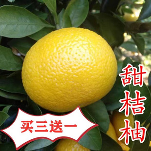 Qingyuan Sweet Pomelo Seedlings, Golden Pomelo Seedlings, Jianyang Sweet Pomelo Seedlings, Orange Pomelo Seedlings, Sweet Pomelo Seedlings That Bear Fruit in the Same Year