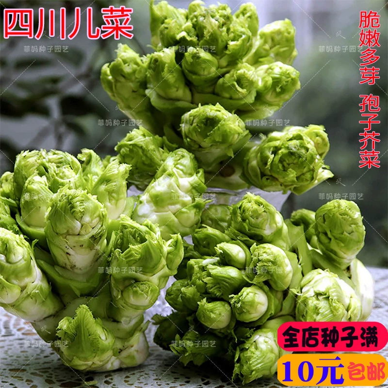 Специальные семена бэби-бокшао из Сычуани, салат-мукор, семена бэби-бокшао для осеннего посева, семена овощей в горшках для полевых садов.