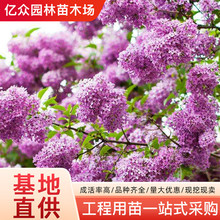 㻨ľͥԺGe^pֲﱱNֲϷ϶㻨