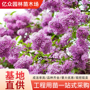 ���㻨������ľͥԺ�G���e���^�pֲ�ﱱ���Nֲ�����Ϸ��϶��㻨��