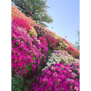 ë���N�����ļ�����ͥԺ�G��������ӳɽ�t���N���ͺ�ë���N������