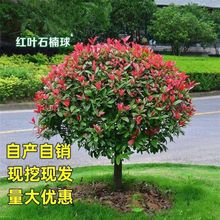 高杆耐寒绿化篱笆园林树庭院球四季常青红叶石楠耐旱工程树苗别墅