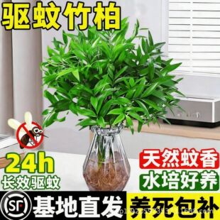 ��������ˮ������ֲ���҃������ӿ���ˮ�B�Gֲ���������k����