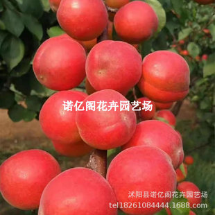 ��Ʒ�N�ͺ��ش��ɳ��t�Ә���޽���������Ϸ������Nֲ���Ե���