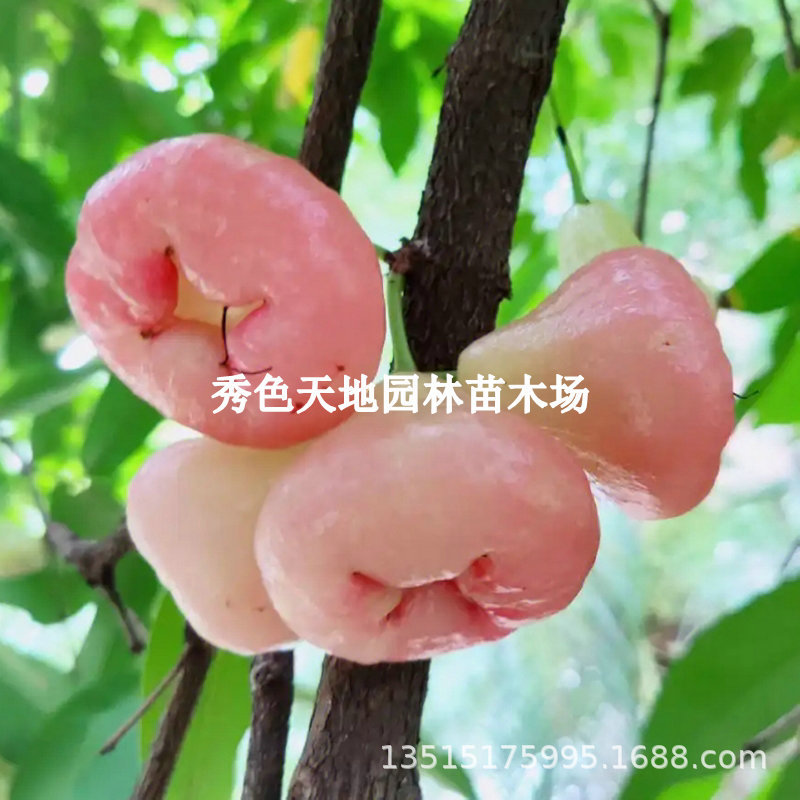 莲雾果苗嫁接黑金刚台湾黑糖芭比四季开花当年结果蜜风铃莲雾树苗