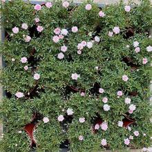 �ձ� ���¼� ����Ůõ���Nޱ����΢���辰�����ļ��_���������l