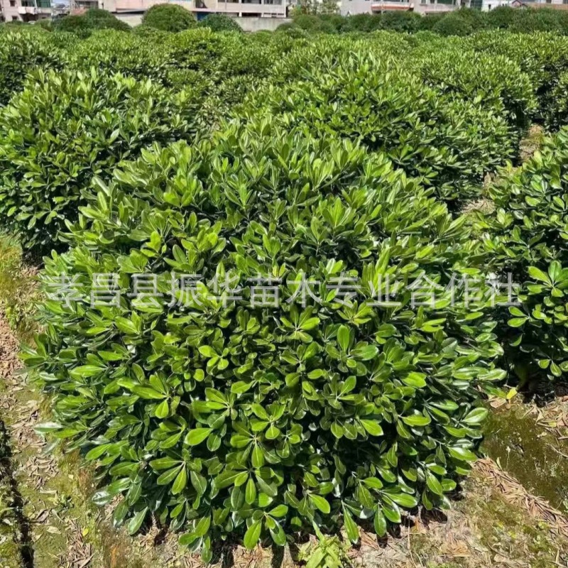 190a45af38e7b1d30f2343ee9eb599