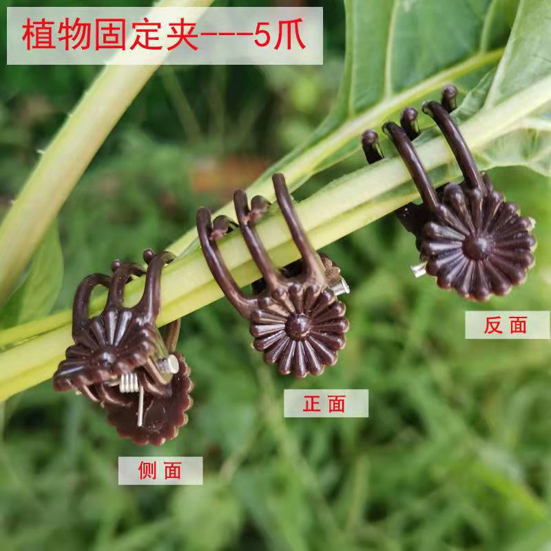 塑料园艺夹蝴蝶兰夹子园林夹园艺造型专用花卉夹子植物固定夹