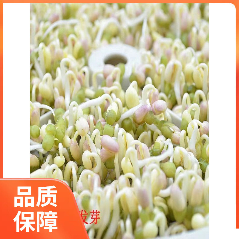 ll发豆芽绿豆生豆芽长绿豆芽小粒中粒水培发芽豆可食|undefined