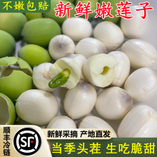 正宗湖北莲蓬新鲜莲子带芯生吃洪现脆甜湖摘当季时令水果蔬菜整箱