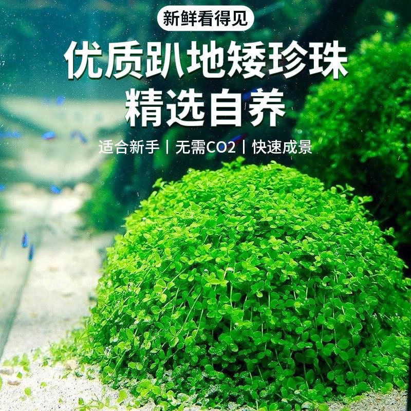 hierba de perla mini acuario paisajístico hierba de agua viva perezosa rápida negativa planta de purificación de agua dulce oxigenada