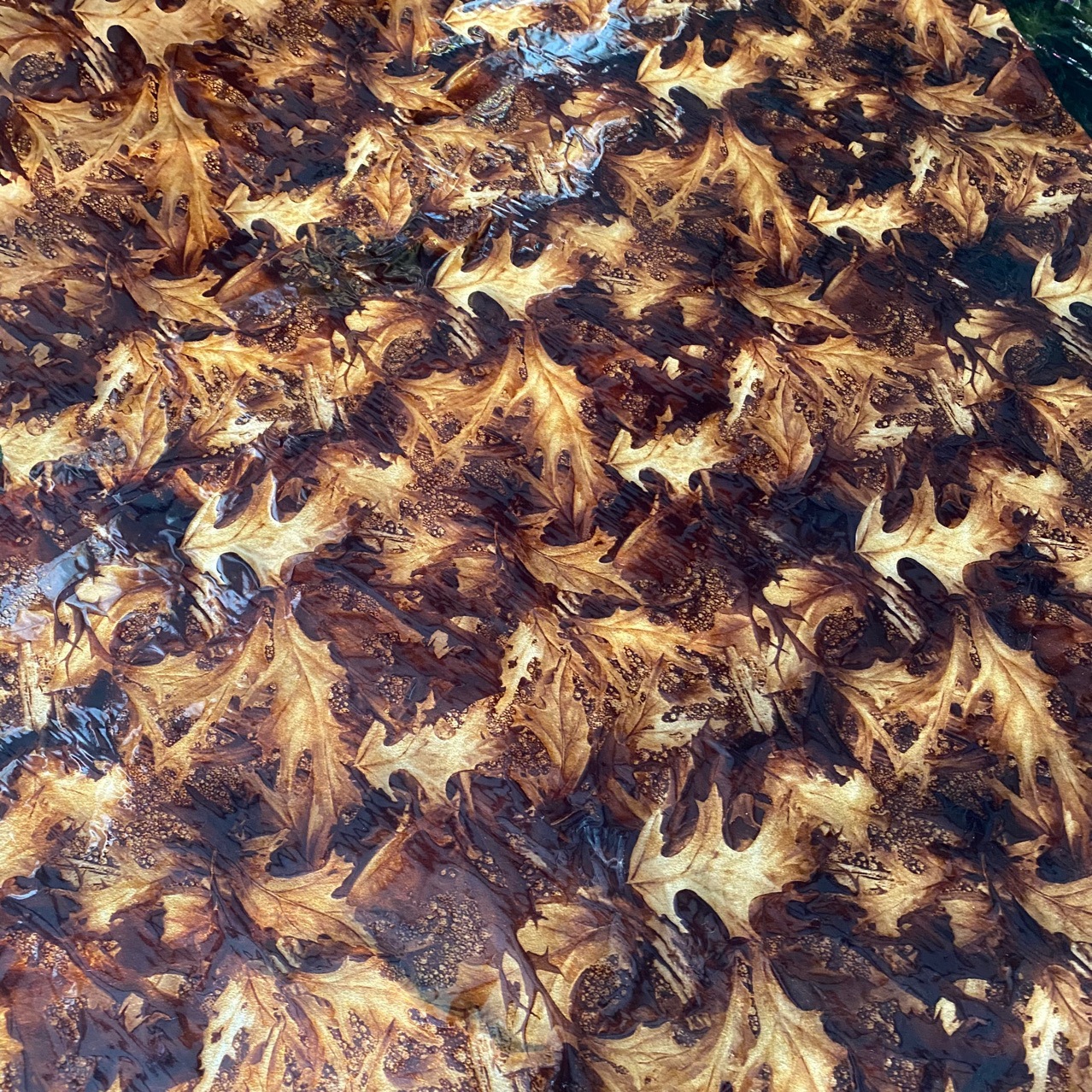 七彩双色烫金膜纸/花膜