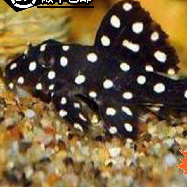 Queen of Clean-up Fish Snowball 471 Резервуар для очистки рыбок специальной формы для удаления водорослей Тропические пресноводные декоративные рыбы Маленькие Бесплатная доставка