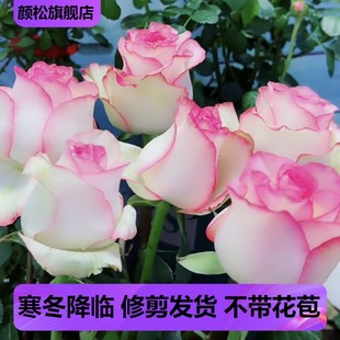 Shrub Cut Flower Rose Elsa/Elsa Rose Seedling Tall Wine Glass Flower Shape Disease Resistant and Easy to Grow Garden Rose Potted Plant