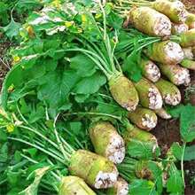 ���^�˷N���Ĵ����^�˷N��ե�˸��������ե���ݲ��＾�߲˷N��