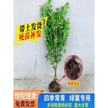 �S�����С�~�����S����G����ͥԺ�G�h�����ļ������S��������