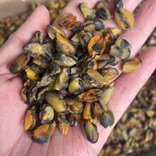 淡菜干牡蛎青口贝海鲜水产干货一件代发批发鲜一手货源海虹干
