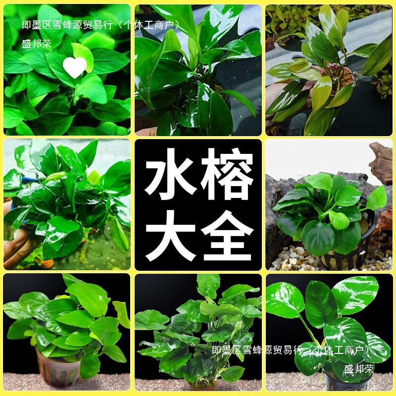 Aquatic Plants, Driftwood, Real Grass Landscaping, Negative Fish Farming, Freshwater Fish Tank, Green Plants, Lazy Beginners, Fine-Leaf Iron Grass