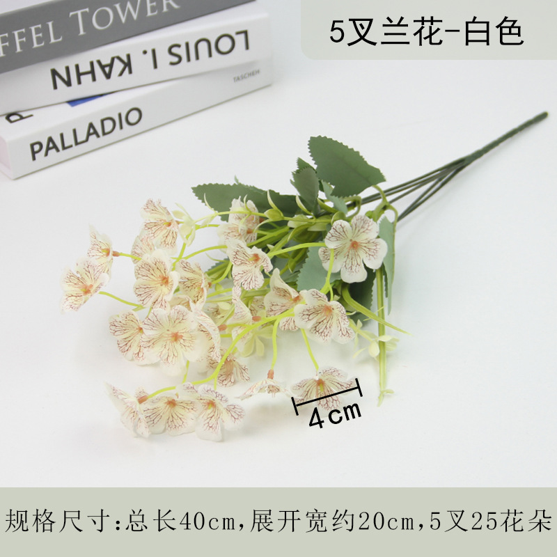 White, orchid