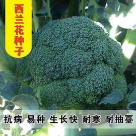 80天西兰花种四季花椰菜绿宝石蔬菜种子花青菜种子蔬菜大全夏秋冬