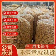 椴木小银耳  白木耳 椴木雪耳糯耳精选无硫胶质多500g厂家批发