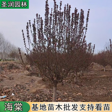 西府海棠树苗北美海棠垂丝海棠树垂丝绿化苗木
