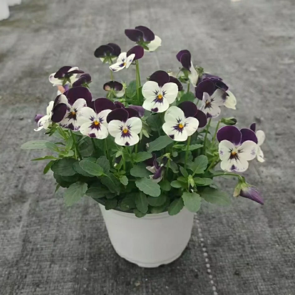 2302 база оптовая поставка роговых ястребов в горшках 120 чашек клумбы в цветочном парке