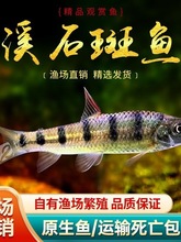 ԭϪʯ~rⴽ~ˮˮ~^p~Ϫ߼tw~