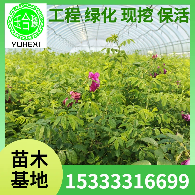 Коробочка для питательных веществ для рассады, многовременная колючая роза, красная колючая роза, четырехсезонная роза, холодная ароматная роза, ландшафтные рассады, декоративные рассады