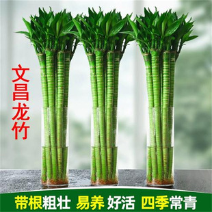 Wenchang Dragon Bamboo Hydroponic Plant Wealth Bamboo for Living Room, Thick Stem with Roots, Water-Grown Bamboo Indoor Green Plant Fortune Bamboo
