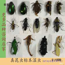 工具DIY学生湿拍摄材料手工标本道具甲虫教具昆虫包装锹虫