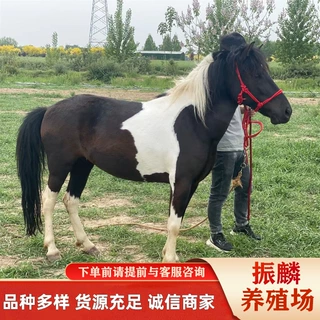 矮马价格 哪里有卖观赏骑乘矮马 -设特兰矮马一匹