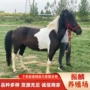 一匹骑乘观赏矮马